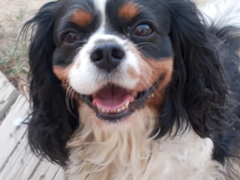 Lavender Delight Cavaliers