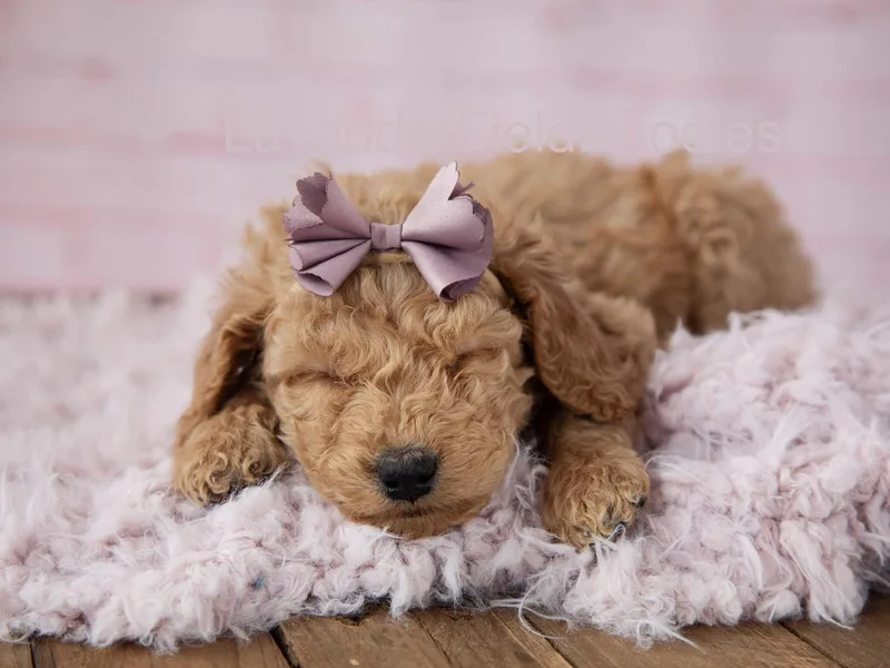 Lavender Field Doodles