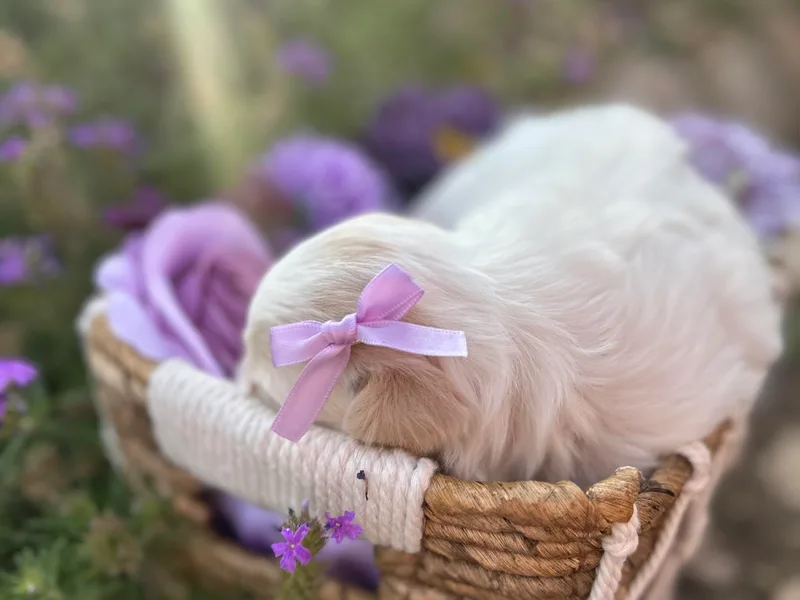 Lavender Fields Cotons