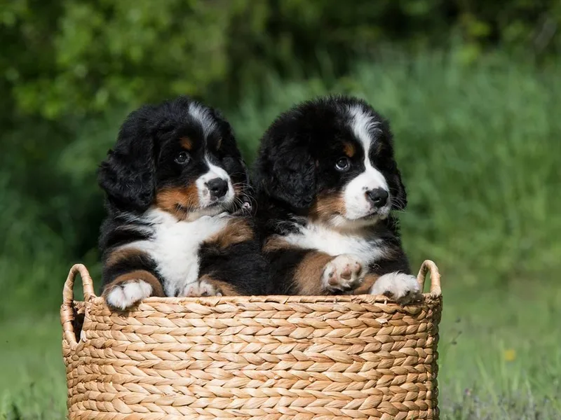 Lavender Hill Bernese