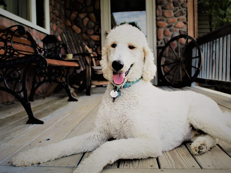 Lavender's Stunning Standards