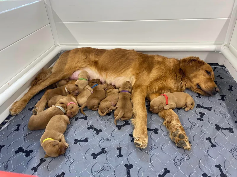 Lavender Valley Goldens
