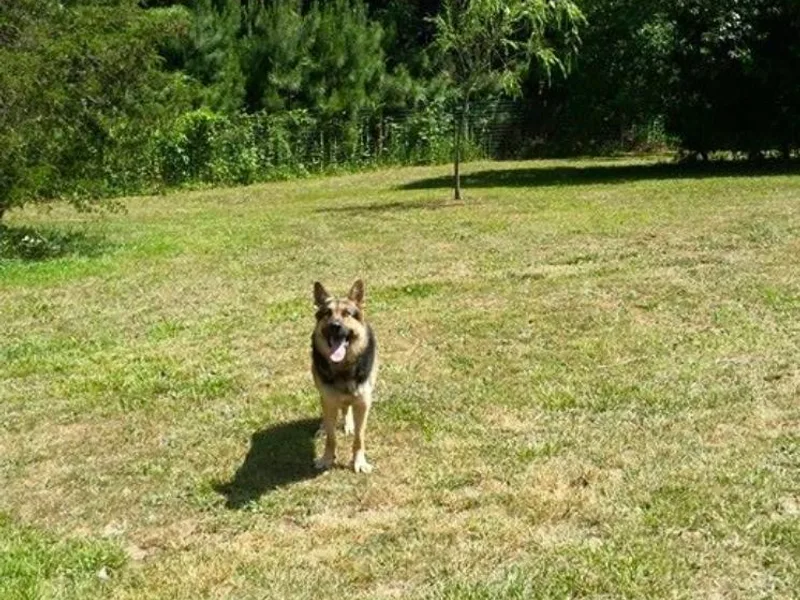 LaVere Shepherds photo 1