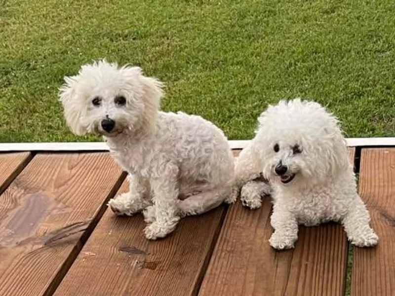 Laverne's Bichon Frises
