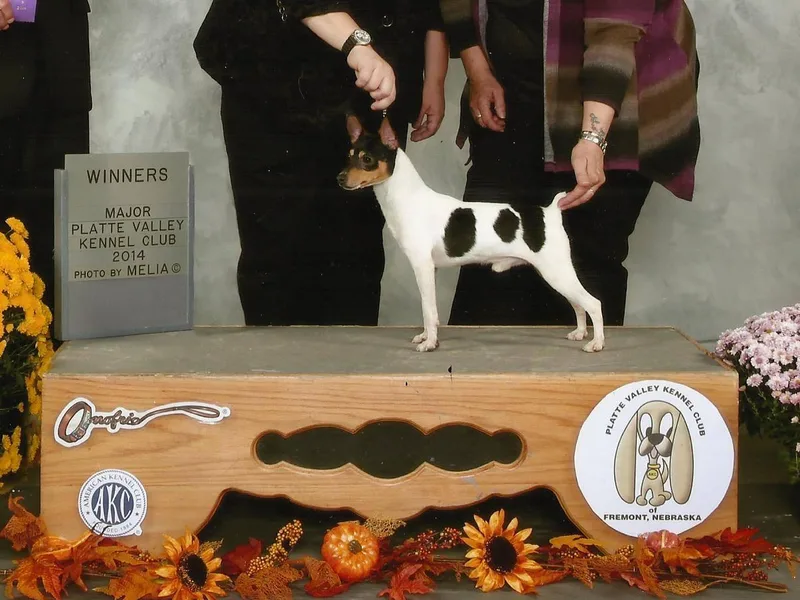 Lavida Chihuahuas,Tocute Toy Fox Terriers