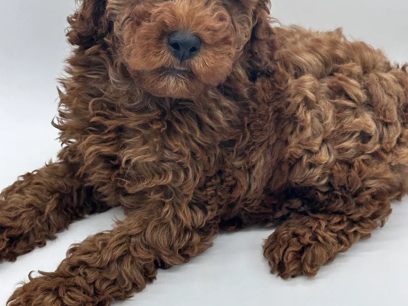 Lavishly Loved Pets LLC