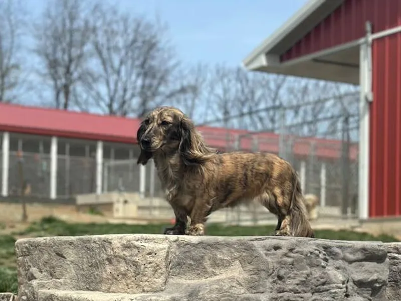 Lawanda Hostetter (Reeds-Creek Labs and Mini Dachshunds) K#17611