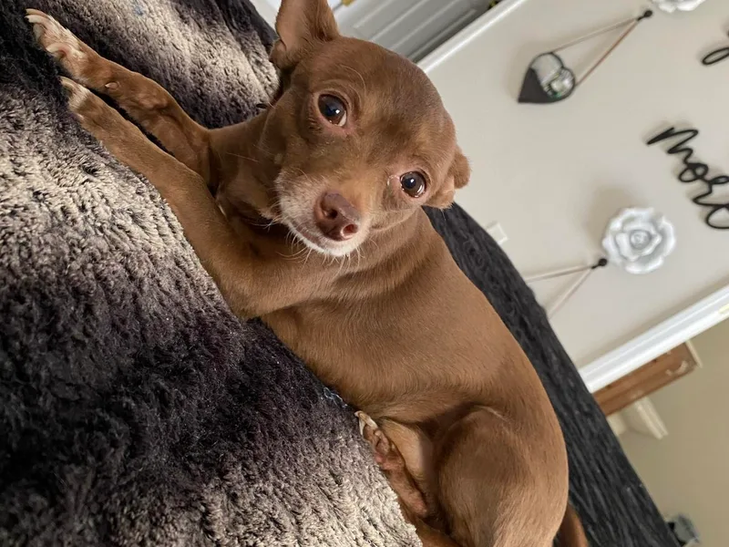 Lawinski’s Chihuahua World