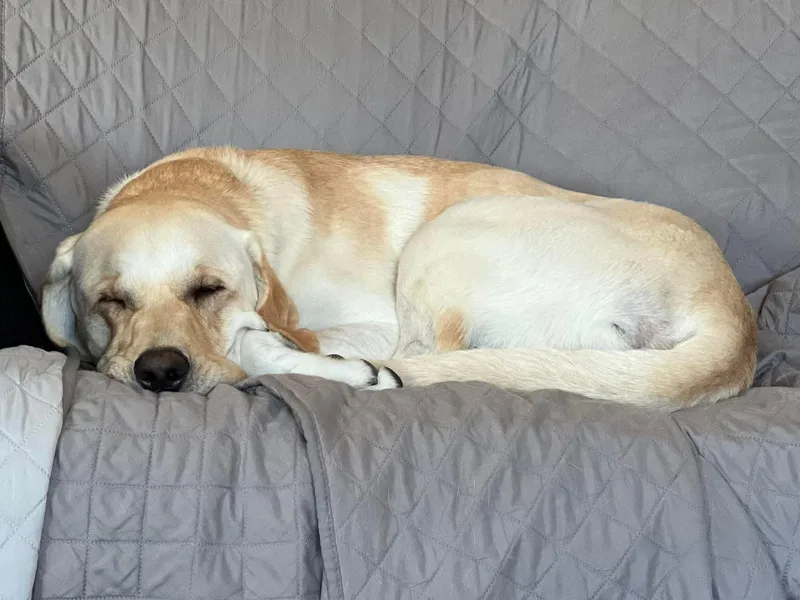 Laymanshire Labradors