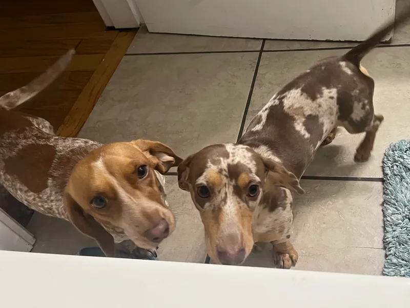 Lazaldes Legacy Dachshunds