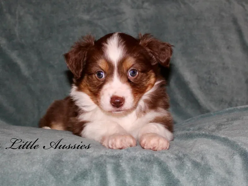 Lazo’s Little Aussies