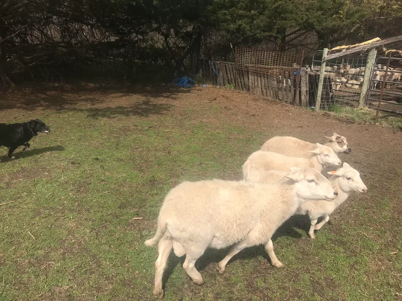 Lazuli Australian Shepherds