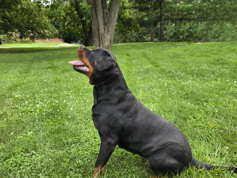 Lazy A Ranch &amp; Kennels