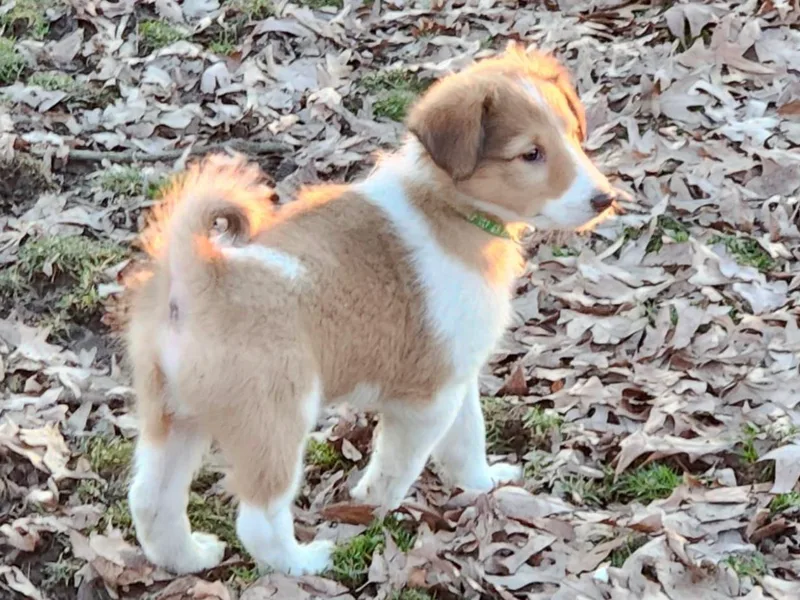 Lazy B Homestead Scotch Collies