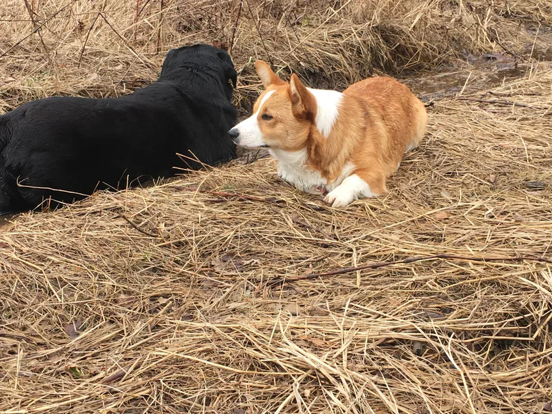 Lazy Duck Labradors/ Pembroke Welsh Corgi