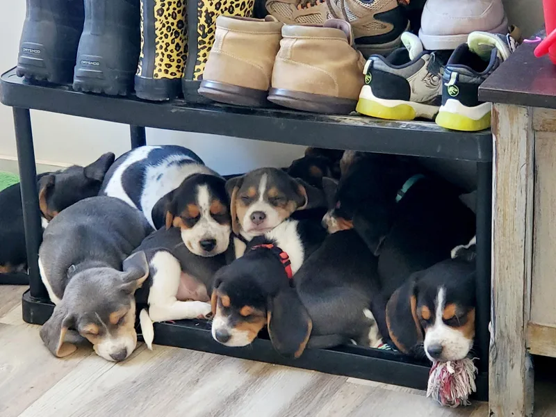Lazy G Kennels