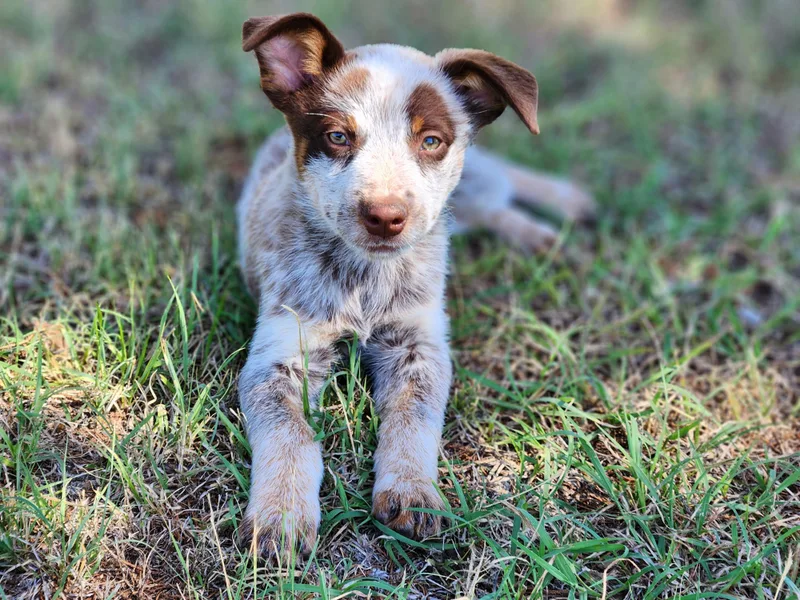 Lazy I Cattle Dogs