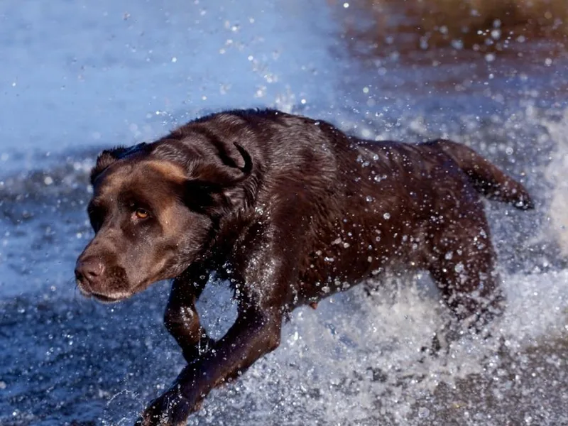Lazy M Labradors photo 1