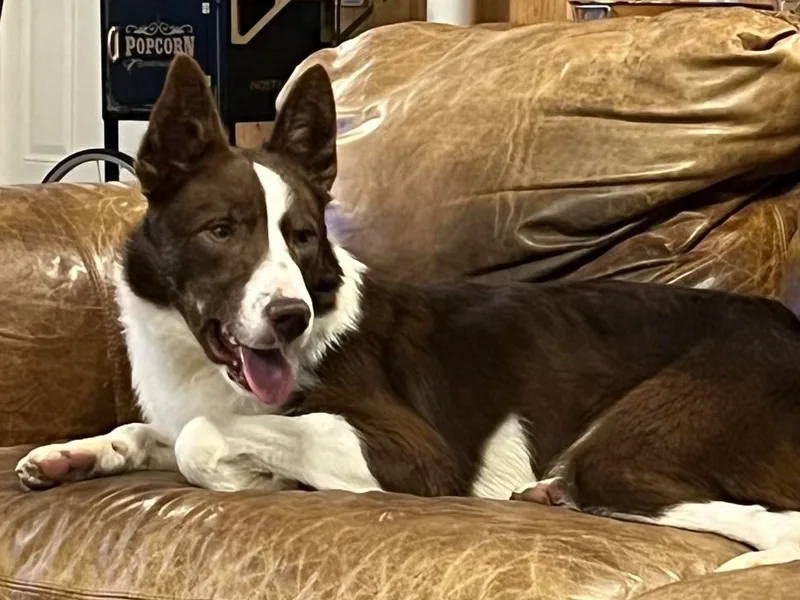 Lazy Magnolia Kennels