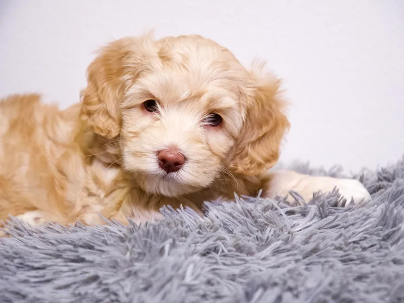 Lazy Mountain Labradoodles