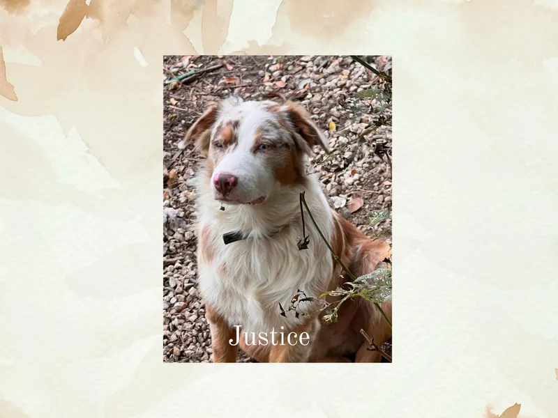 Lazy Oak Australian Shepherds