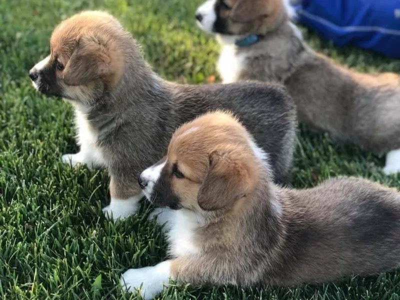 Lazy Z Corgi's