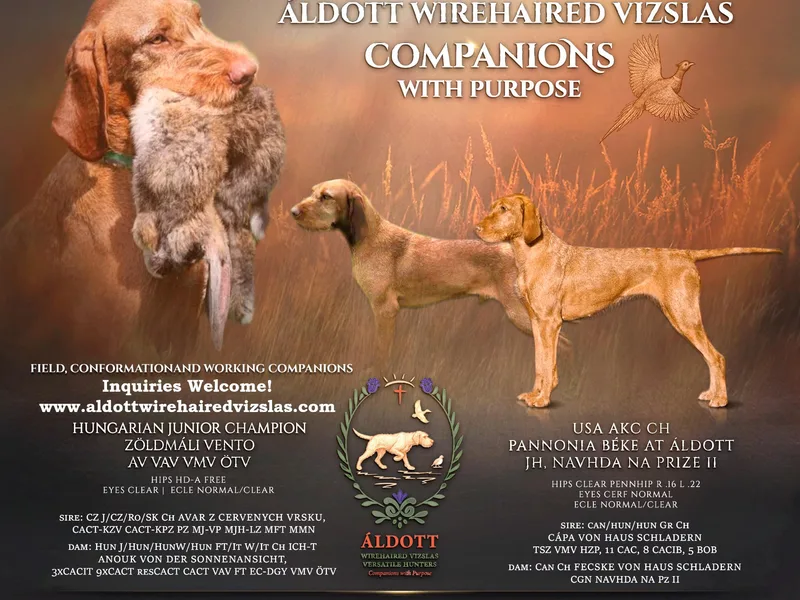 Áldott Wirehaired Vizslas
