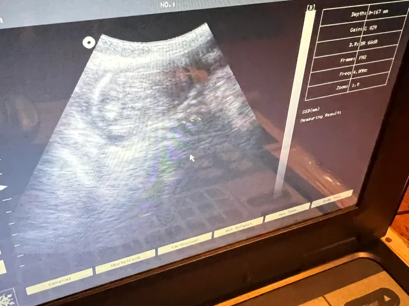 Le Blanc’ English Goldens and Shepherds LLC