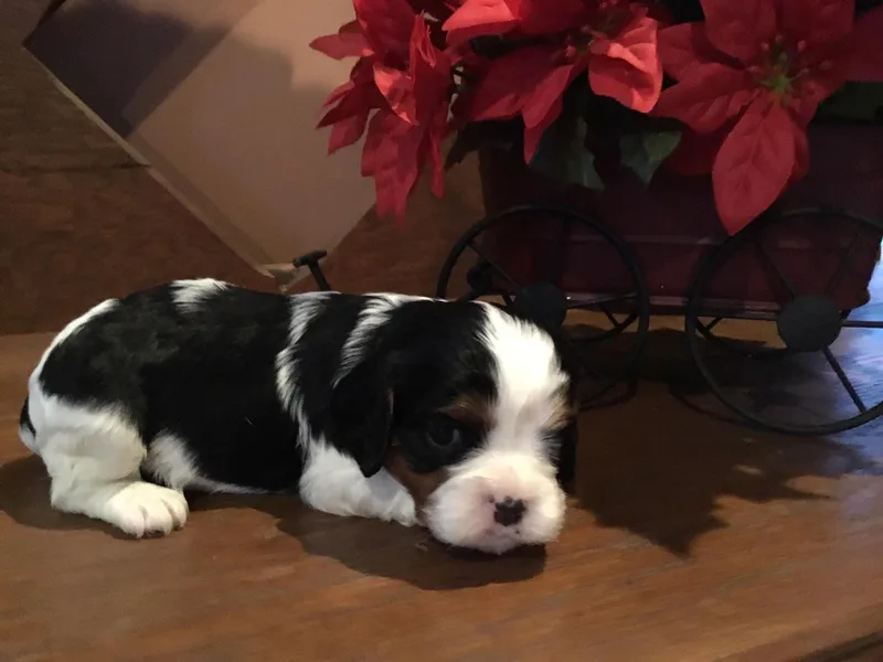 Lea’s Cavalier Kennel