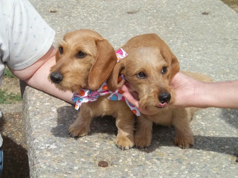 Lea's Miniature Wirehaired Dachshunds