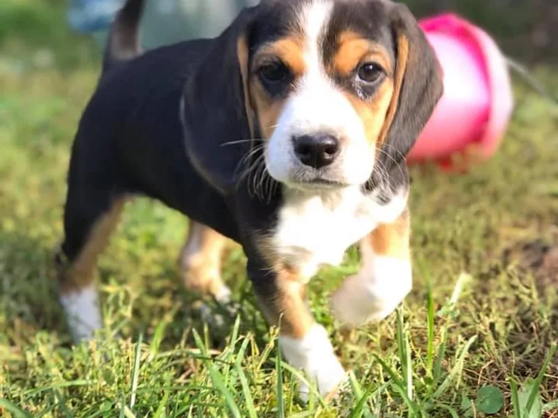 Lead The Way Kennel LLC