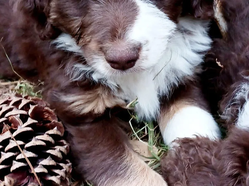 Leafy Acre Mini Farm