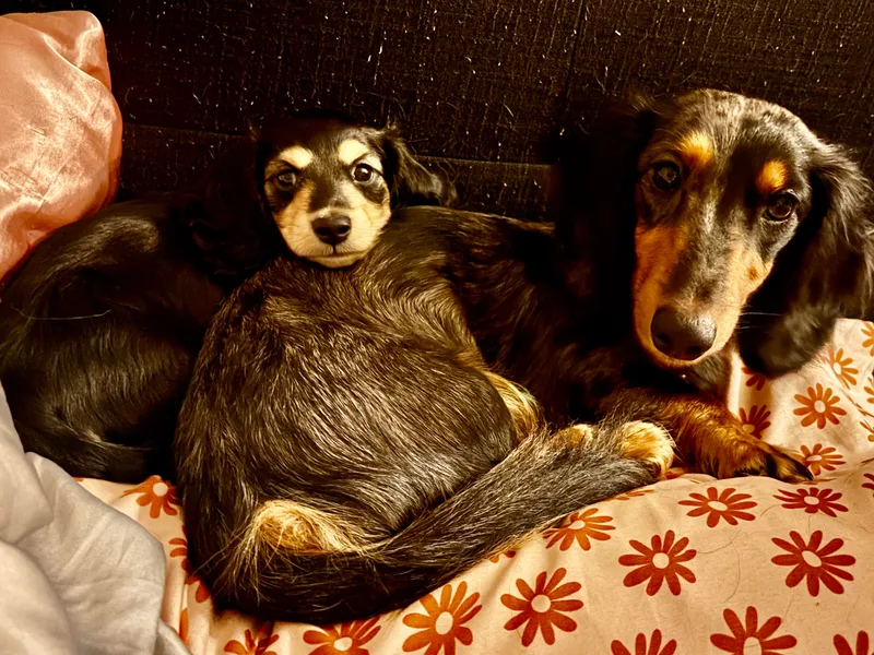 Leah’s Suncoast Doxies
