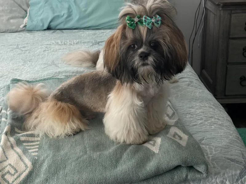 Leahrae's Shih Tzus