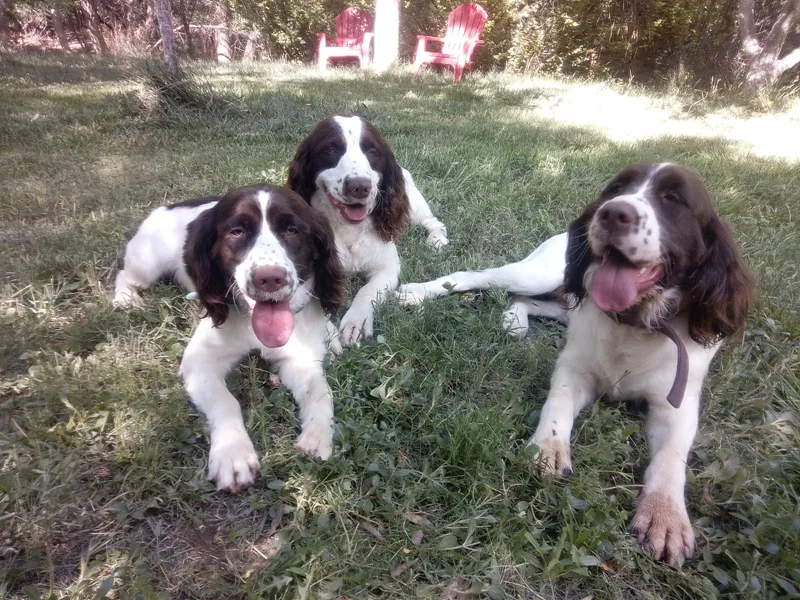 Leandra's English Springer Spaniels