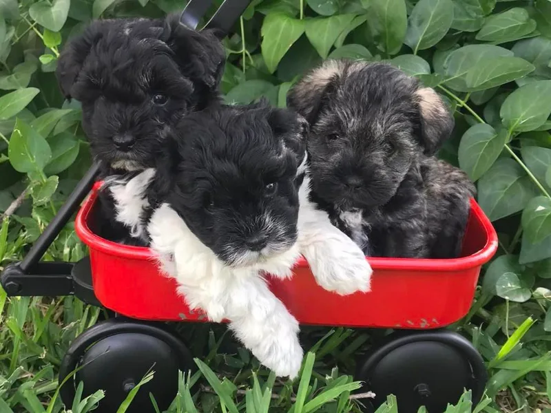 Leaning P Miniature Schnauzers