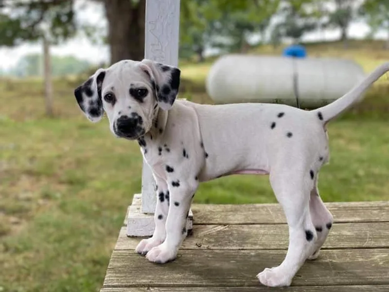 Leaning Tree Acres Mini Farm