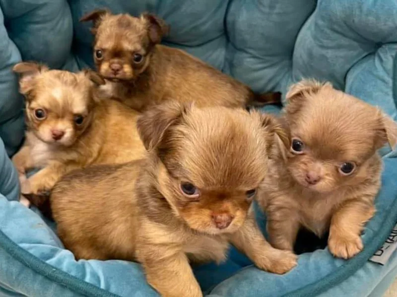 LeAnn’s Chihuahuas