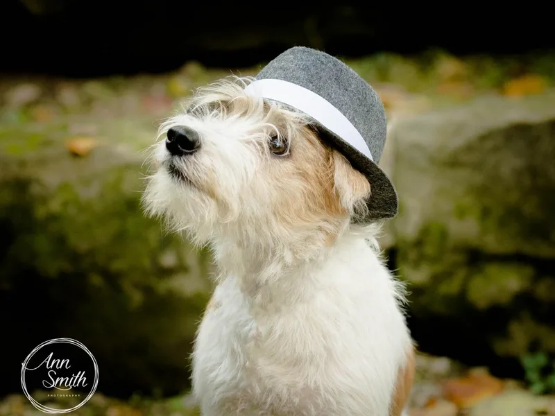 Learykl Kromfohrlanders