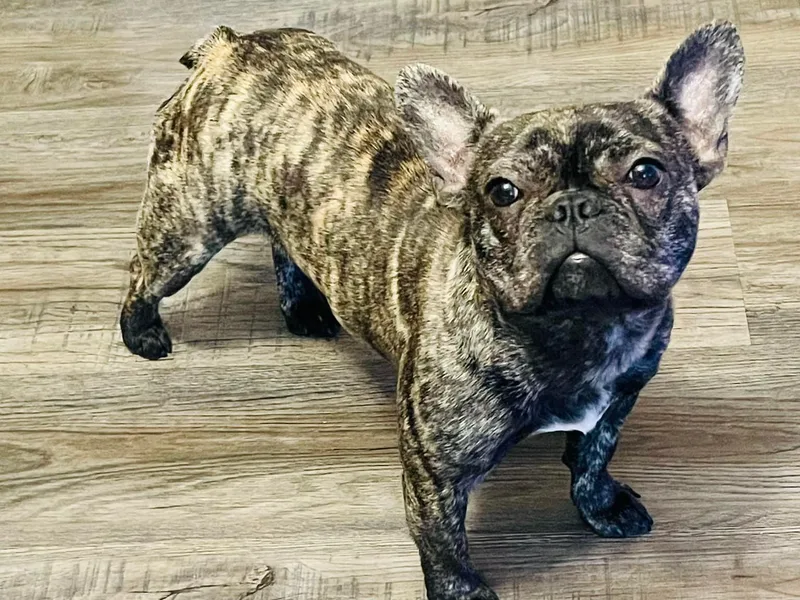 LEBulldogs