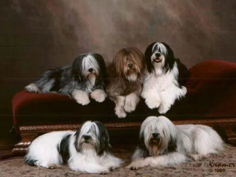 Lechsinska’s Polish Lowland Sheepdogs photo 1