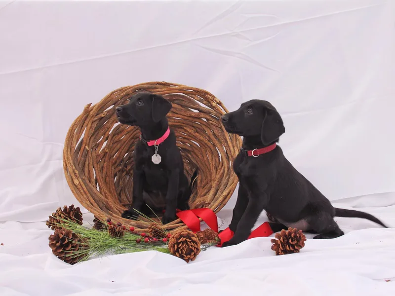 Leda K-9 photo 1