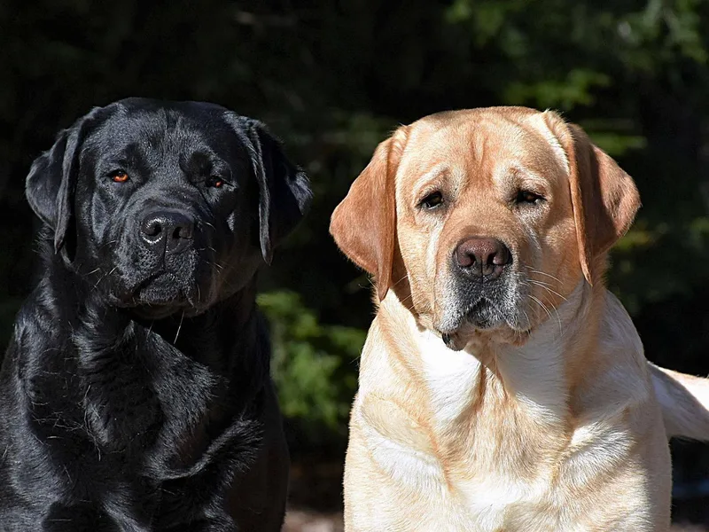 Ledge Hill Labradors