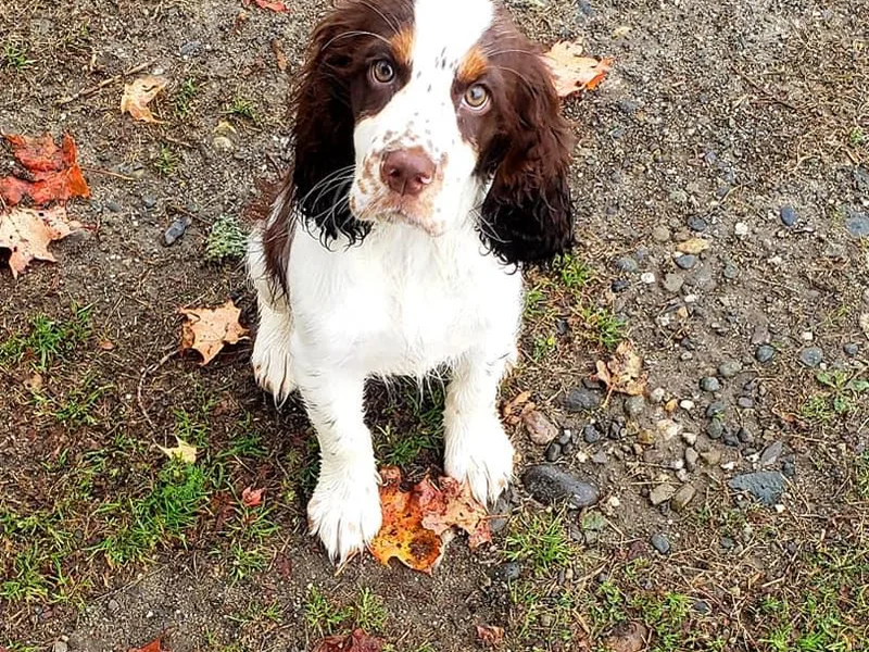 Ledge N' Tree English Springer Spaniels