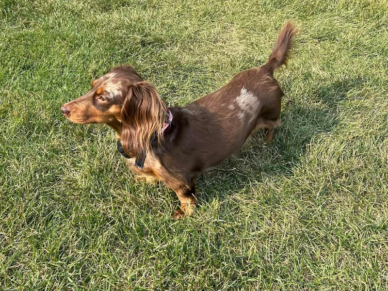 Ledgebrook Manor Hounds