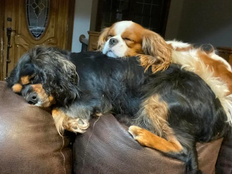 Ledgetop Family Cavaliers