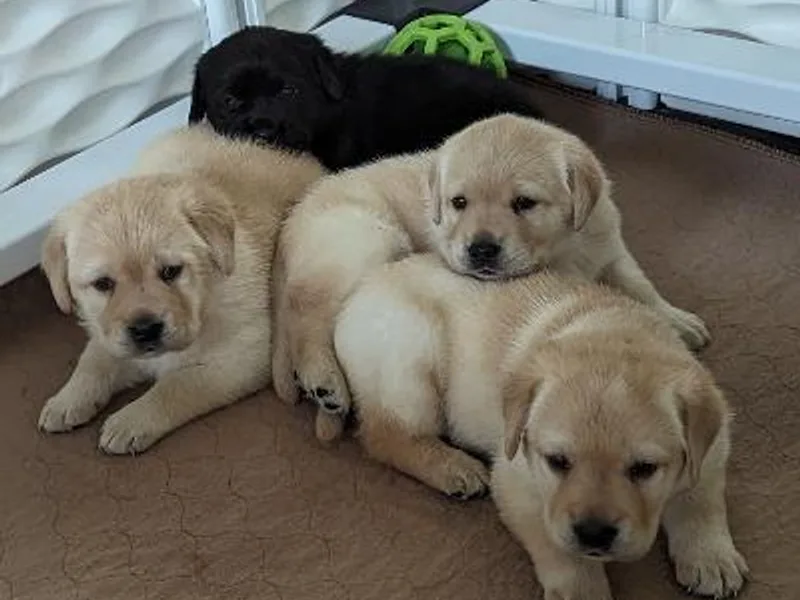 Ledyard's Labrador Retrievers