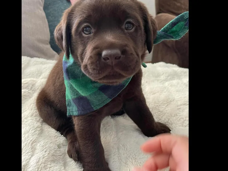 Lee Labradors photo 1