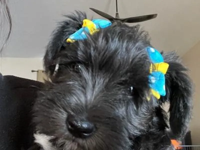 Lee Miniature Schnauzers