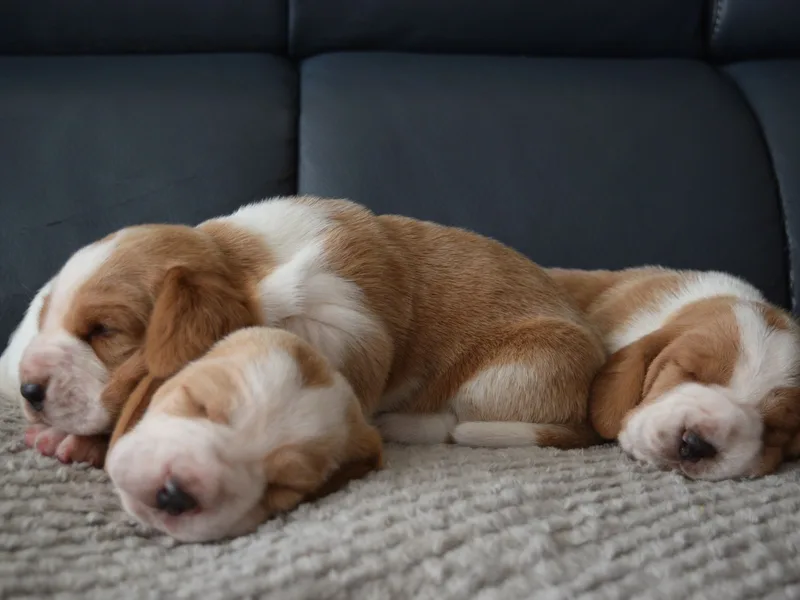 Legacy Basset Hounds